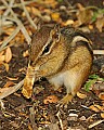 DSC1355 chipmunk eating a french fry.jpg