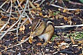 DSC1355 chipmunk.jpg