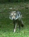 DSC_1955 mexicn wolf.jpg