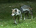 DSC_1956 mexican wolf.jpg