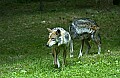 DSC_1956 mexican wolves.jpg