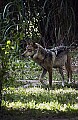 DSC_1961 mexican wolf 1.jpg