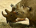 DSC_2346 black rhino.jpg