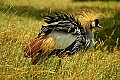 DSC_2386 crowned crane.jpg