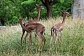 DSC_2427 gerenuk.jpg