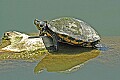 DSC_2434 painted turtle.jpg