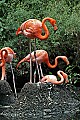 DSC_2465 flamingo on nest with egg (lower contrast).jpg