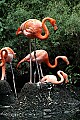 DSC_2465 flamingo on nest with egg.jpg