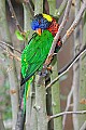 DSC_2540 lorikeet.jpg