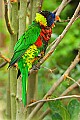 DSC_2544 lorikeet.jpg