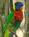 DSC_2552 lorikeet.jpg