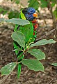 DSC_2558 lorikeet.jpg