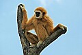 DSC_2560 white cheeked gibbon.jpg