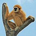 DSC_2560 white faced gibbon 10x10.jpg