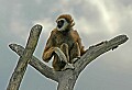 DSC_2561 white cheeked gibbon 13x 19.jpg