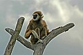 DSC_2561 white cheeked gibbon.jpg