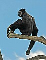 DSC_2563 white cheeked gibbon.jpg