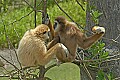 DSC_2570 white-cheeked gibbon.jpg