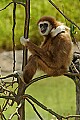 DSC_2573 white-cheeked gibbon.jpg