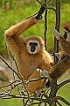 DSC_2577 white-cheeked gibbon.jpg