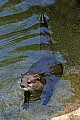 DSC_2597 river otter.jpg