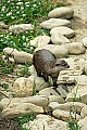 DSC_2614 wet river otter.jpg