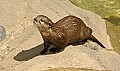 DSC_2624 otter.jpg