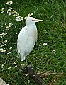 DSC_2633 cattle egret.jpg