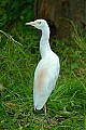 DSC_2648 cattle egret.jpg