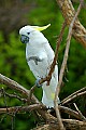 DSC_2650 Cockatoo.jpg