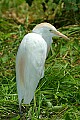 DSC_2681 cattle egret.jpg