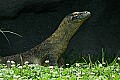 DSC_2684 komodo dragon.jpg