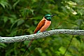 DSC_2750 carmine bee-eater.jpg