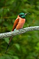 DSC_2755 carmine bee eater.jpg