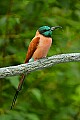 DSC_2756 carmine bee-eater.jpg