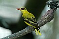 DSC_2781 african golden oriole.jpg