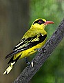 DSC_2785 African Golden Oriole.jpg