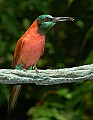 DSC_2793 Carmine bee-eater with bee.jpg