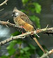 DSC_2795 spectacled mousebird.jpg