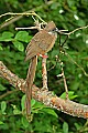 DSC_2808 Speckled Mousebird.jpg