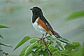 DSC_2826 male eastern towhee.jpg