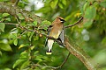 DSC_2854 cedar waxwing.jpg