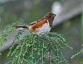 DSC_2859 female eastern towhee.jpg