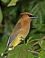 DSC_2868 cedar waxwing.jpg