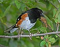 DSC_2878 male eastern towhee.jpg