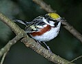 DSC_2879 chestnut sided warbler.jpg