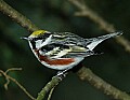 DSC_2883 chestnut sided warbler.jpg