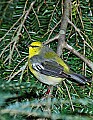 DSC_2890 blue-winged warbler.jpg