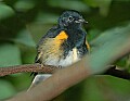 DSC_2911 american redstart.jpg