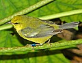 DSC_2916 tennessee warbler.jpg